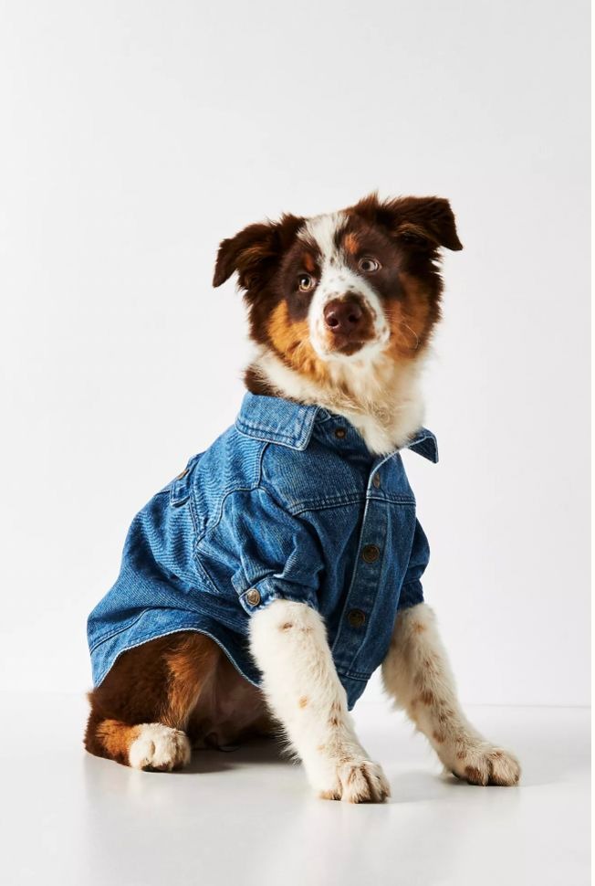 Collie Dog